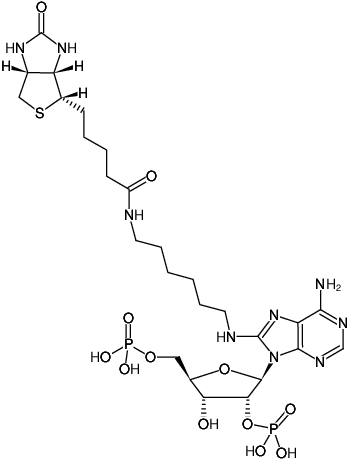 Structural formula of 8-(6-Aminohexyl)-amino-adenosine-2',5'-bisphosphate-Biotin