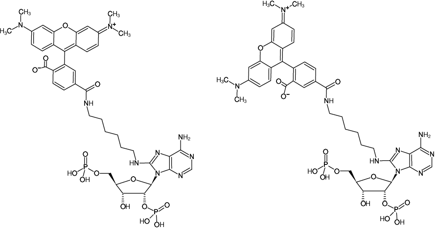 Structural formula of 8-(6-Aminohexyl)-amino-adenosine-2',5'-bisphosphate-5/6-TAMRA (8-(6-Aminohexyl)-amino-adenosine-2',5'-bisphosphate, labeled with 5/6-TAMRA, Triethylammonium salt)