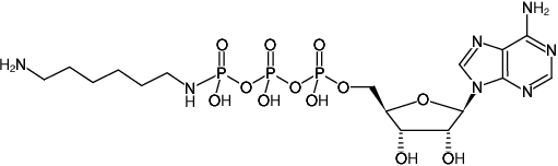 Structural formula of γ-[(6-Aminohexyl)-imido]-ATP (γ-[(6-Aminohexyl)-imido]-adenosine-5'-triphosphate, Sodium salt)