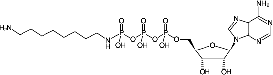 Structural formula of γ-[(8-Aminooctyl)-imido]-ATP (γ-[(8-Aminooctyl)-imido]-adenosine-5'-triphosphate, Sodium salt)