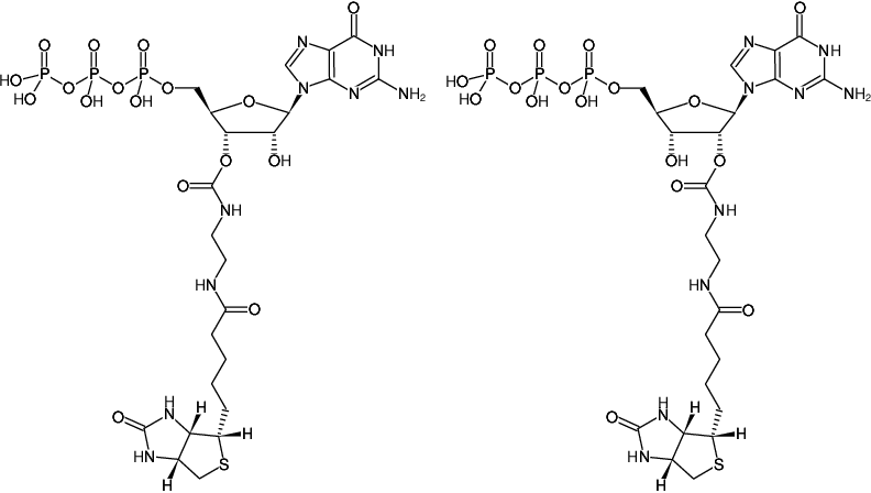 Structural formula of EDA-GTP-Biotin (2'/3'-O-(2-Aminoethyl-carbamoyl)-guanosine-5'-triphosphate-Biotin, Triethylammonium salt)