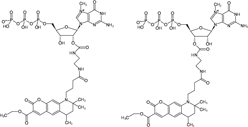 Structural formula of EDA-m7GTP-ATTO-425 (2'/3'-O-(2-Aminoethyl-carbamoyl)-7-methyl-guanosine-5'-triphosphate, labeled with ATTO 425, Triethylammonium salt)