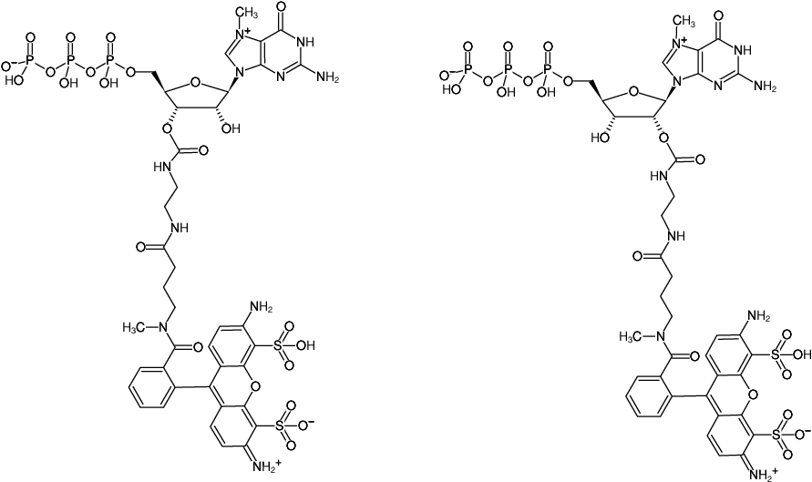 Structural formula of EDA-m7GTP-ATTO-488 (2'/3'-O-(2-Aminoethyl-carbamoyl)-7-methyl-guanosine-5'-triphosphate, labeled with ATTO 488, Triethylammonium salt)