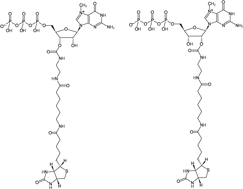 Structural formula of Biotin-11-EDA-m7GTP (Biotin-11-2'/3'-O-(2-aminoethyl-carbamoyl)-N7-methyl-guanosine-5'-triphosphate, Triethylammonium salt)