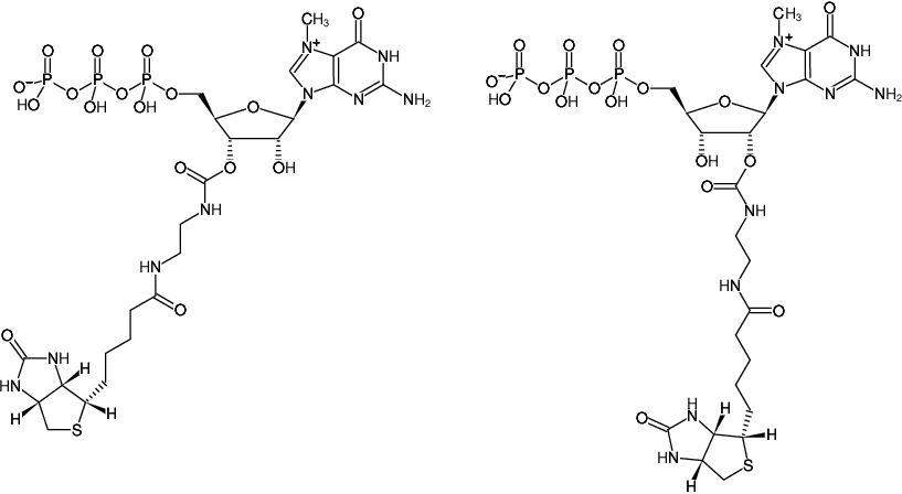 Structural formula of EDA-m7GTP - Biotin (2'/3'-O-(2-Aminoethyl-carbamoyl)-N7-methyl-guanosine-5'-triphosphate - Biotin, Triethylammonium salt)