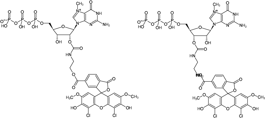 Structural formula of EDA-m7GTP-6-JOE (2'/3'-O-(2-Aminoethyl-carbamoyl)-7-methyl-guanosine-5'-triphosphate, labeled with 6-JOE, Triethylammonium salt)