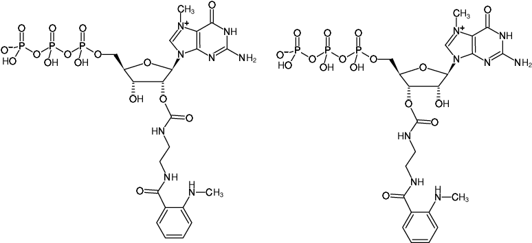 Structural formula of EDA-m7GTP-MANT (2'/3'-O-(2-Aminoethyl-carbamoyl)-7-methyl-guanosine-5'-triphosphate, labeled with MANT, Triethylammonium salt)