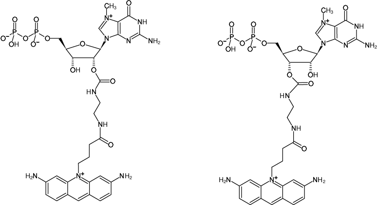 Structural formula of EDA-m7GDP-ATTO-465 (2'/3'-O-(2-Aminoethyl-carbamoyl)-7-methyl-guanosine-5'-diphosphate, labeled with ATTO 465)