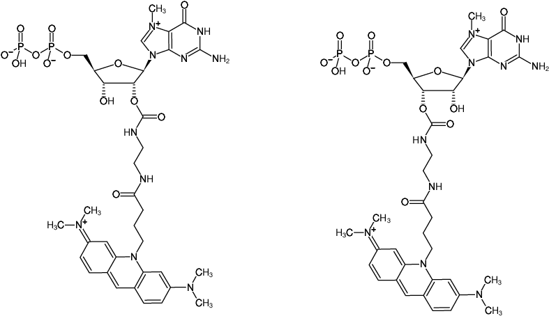 Structural formula of EDA-m7GDP-ATTO-495 (2'/3'-O-(2-Aminoethyl-carbamoyl)-7-methyl-guanosine-5'-diphosphate, labeled with ATTO 495)