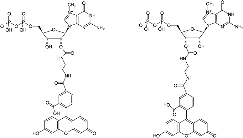 Structural formula of EDA-m7GDP-5-FAM (2'/3'-O-(2-Aminoethyl-carbamoyl)-7-methyl-guanosine-5'-diphosphate, labeled with ATTO 5FAM, Triethylammonium salt)