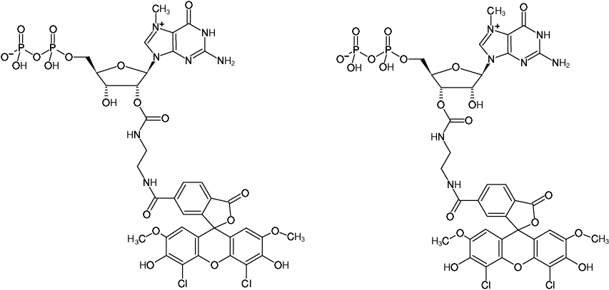 Structural formula of EDA-m7GDP-6-JOE (2'/3'-O-(2-Aminoethyl-carbamoyl)-7-methyl-guanosine-5'-diphosphate, labeled with 6-JOE, Triethylammonium salt)