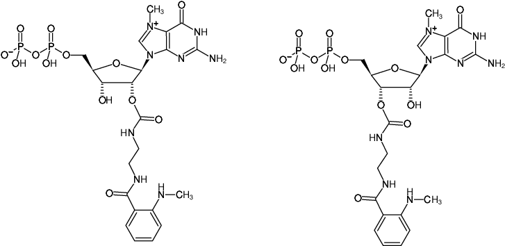 Structural formula of EDA-m7GDP-MANT (2'/3'-O-(2-Aminoethyl-carbamoyl)-7-methyl-guanosine-5'-diphosphate, labeled with MANT, Triethylammonium salt)