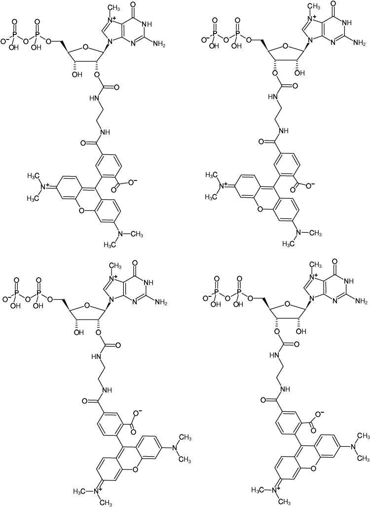 Structural formula of EDA-m7GDP-5/6-TAMRA (2'/3'-O-(2-Aminoethyl-carbamoyl)-7-methyl-guanosine-5'-diphosphate, labeled with 5/6-TAMRA)