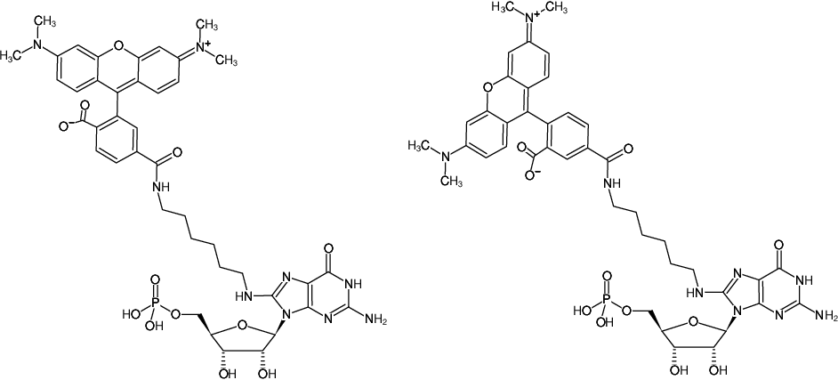 Structural formula of 8-(6-Aminohexyl)-amino-GMP-5/6-TAMRA (8-(6-Aminohexyl)-amino-guanosine-5'-monophosphate, labeled with 5/6-TAMRA)