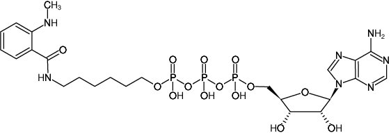 Structural formula of γ-(6-Aminohexyl)-ATP-MANT (γ-(6-Aminohexyl)-adenosine-5'-triphosphate, labeled with MANT, Triethylammonium salt)