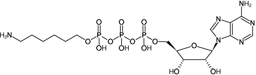 Structural formula of γ-(6-Aminohexyl)-ATP (γ-(6-Aminohexyl)-adenosine-5'-triphosphate, Sodium salt)