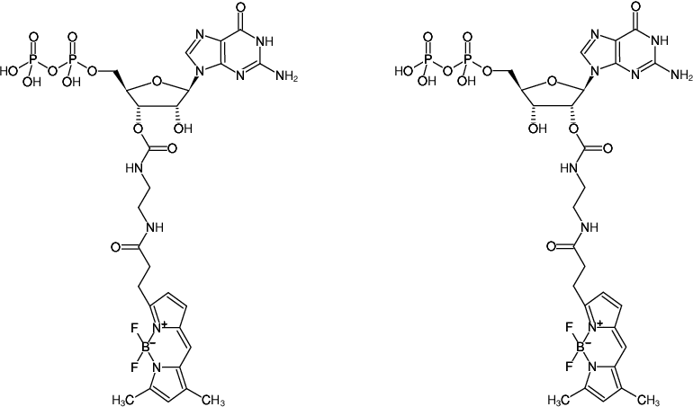 Structural formula of EDA-GDP-BDP-FL (also known as BODIPY® FL-GDP, 2'/3'-O-(2-Aminoethyl-carbamoyl)-Guanosine-5'-diphosphate, labeled with BODIPY® FL, Triethylammonium salt)