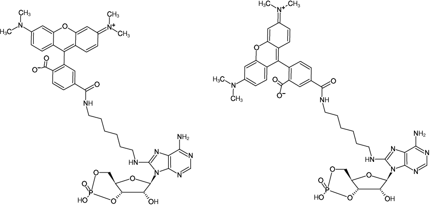 Structural formula of 8-(6-Aminohexyl)-amino-cAMP-5/6-TAMRA (8-(6-Aminohexyl)-amino-adenosine-3',5'-cyclic monophosphate, labeled with 5/6-TAMRA)