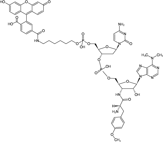 Structural formula of 6-FAM-dC-puromycin