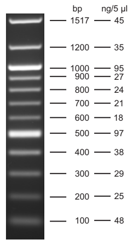 England biolabs. 100 BP Ladder. Fermentas DNA Ladder. Величина 100bp 1kb. Ladder 20-100 BP.